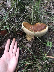 Suillus collinitus