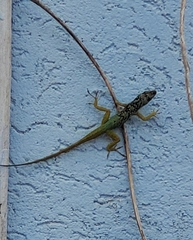 Anolis extremus