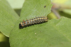 Zerynthia rumina rumina