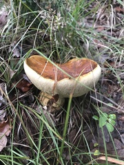 Suillus collinitus