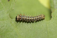 Zerynthia rumina rumina