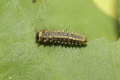 Zerynthia rumina rumina