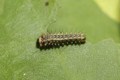 Zerynthia rumina rumina