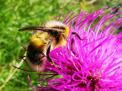 Bombus lucorum
