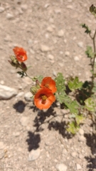 Sphaeralcea miniata