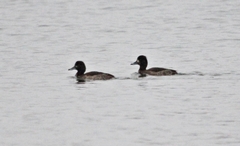 Aythya fuligula