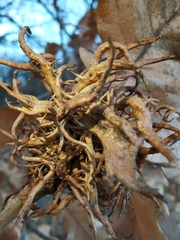 Andricus caputmedusae