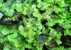 Conocephalum conicum