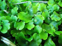 Conocephalum conicum