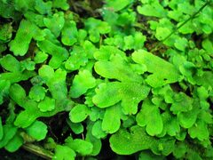 Conocephalum conicum