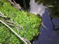 Conocephalum conicum