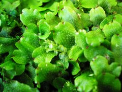 Conocephalum conicum