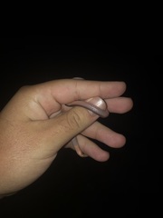 Carphophis amoenus amoenus