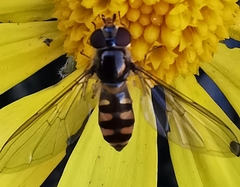 Meliscaeva auricollis