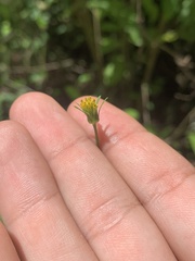 Bidens bipinnata