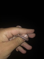 Carphophis amoenus amoenus