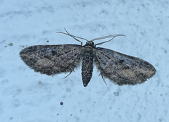 Eupithecia infelix