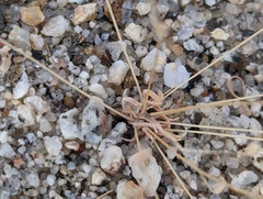 Hypertelis umbellata