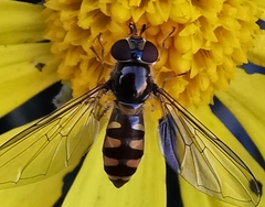 Meliscaeva auricollis