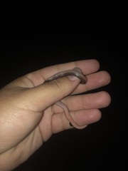 Carphophis amoenus amoenus