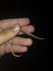 Carphophis amoenus amoenus