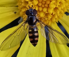 Meliscaeva auricollis