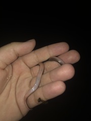 Carphophis amoenus amoenus