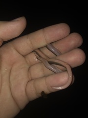 Carphophis amoenus amoenus