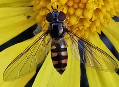 Meliscaeva auricollis