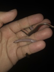 Carphophis amoenus amoenus