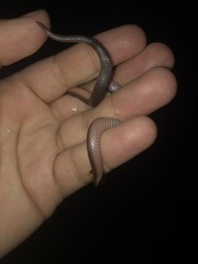 Carphophis amoenus amoenus
