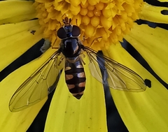 Meliscaeva auricollis