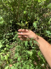 Bidens bipinnata