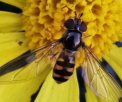 Meliscaeva auricollis