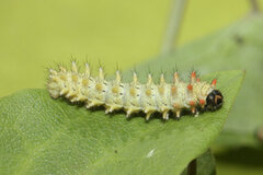 Zerynthia rumina rumina