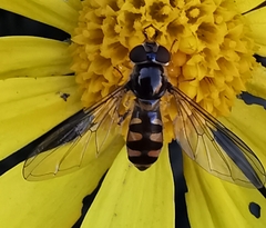 Meliscaeva auricollis