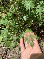 Bidens bipinnata