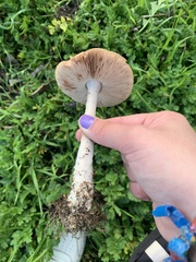 Volvopluteus gloiocephalus