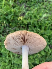 Volvopluteus gloiocephalus