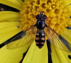 Meliscaeva auricollis