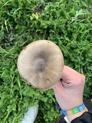 Volvopluteus gloiocephalus