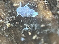 Melanoliarus placitus