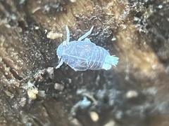 Melanoliarus placitus