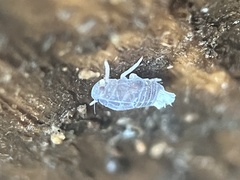 Melanoliarus placitus