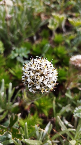 Image of Nassauvia magellanica by no rights reserved