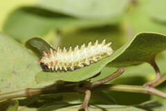 Zerynthia rumina rumina