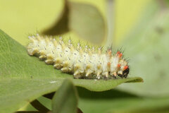 Zerynthia rumina rumina