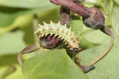 Zerynthia rumina rumina