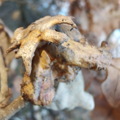 Andricus dentimitratus