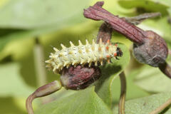 Zerynthia rumina rumina